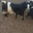 لبيع معزا