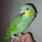 ببغاء امزوني