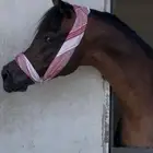 حصان مكس للبيع