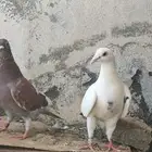 حمام زاجل للبيع سلالات ممتازه