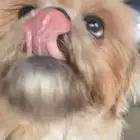 كلبه للتبني