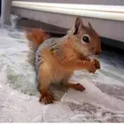 مطلوب سنجاب سوري اليف