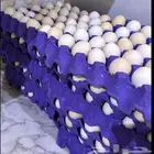 بيض دجاج بلدي طازج عضوي للاكل السعر 20ريال