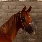 حصان مهر باوراق واهو