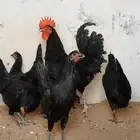 دجاج عربي أسود صك
