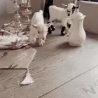 مواليد الماعز