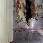 ذبايح حري نعيمي نجدي تيوس يوجد خدمه ذبح وتوصيل