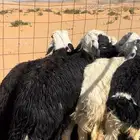 ذبايح نجدي طيبه ونظيفه