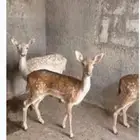 مطلوب غزلان ريم او هولندي معها تصريح الخرج الرياض