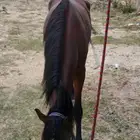 فرس ومهرتها ما شاء الله من الخيول الهاديه و الوليفه