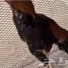 ديك باكستاني اصيل