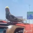 طير كراون مفقود فل العصبة