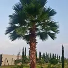 نخل واشنطني زينه للبيع