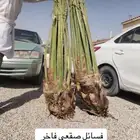 لدينا نخل للبيع جميع انواع مقاسات العربي والواشنطني