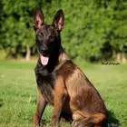 مالينو مستورد بجميع الاوراق