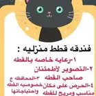 استقبال القطط والمحافظة عليها