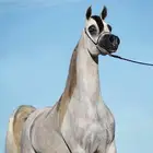 هاوي وودك تتعلم على كل مايخص الخيل ادخل