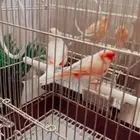 كناري
