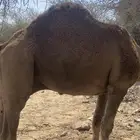 جمل شمالي