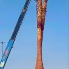 النخيل للبيع زينه وعربي