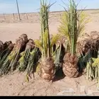 يوجد لدينا جميع انواع النخيل المثمر الموقع الدوادمي عفيف الب