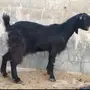 ماعز سوريه طيبه