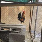 ديك بلدي شرط تلقيح عربي