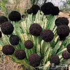 شتلات صبار من 3 ريال و 5 ريال فقط