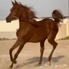 مهره واهو فاخره