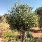 زيتون معمر