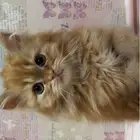 قطط شيرازي بيكي فيس للتبني