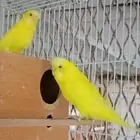 زوجين بادجي منتجه
