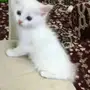قطه للبيع