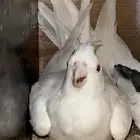 انثى كروان البينو منتجه