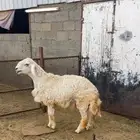 طلي( تم البيع)