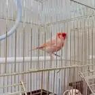 طيور الكناري
