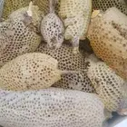عسل بري جبلي ممتاز درجه اولى قطف اليوم ماشاء الله تبارك