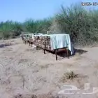 نحل بلدي