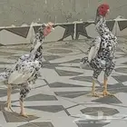 جوز كوشامو بطل لون و مستوى و إنتاج و تحضين