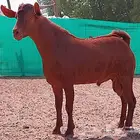 تيس محايلي مشروع فحل تم البيع