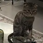 قط للتبني سكوتش