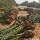فسايل نخيل سكري برحي عجوه مجدول حلوة الجوف