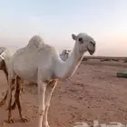 بكره وضحه