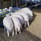 ذبايح حريه طليان تفريد