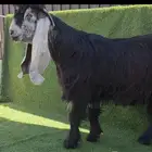 تيس عارضي جذع خصم