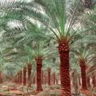 يوجد لدينا جميع انواع النخيل وجميع مقاساته