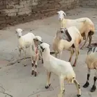 نعجه منتوج