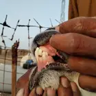 حيل_حايل_نجد_كناور_الخرج_شحم فل_اضاحي ظهورهن (صبة) جروم ناهي