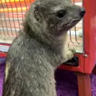 وبره إليفه جدا