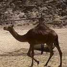 حشو سواحل عدد الحشو 12